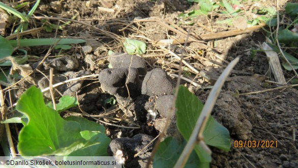 Xylaria polymorpha