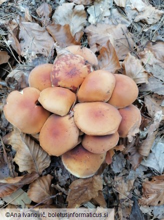 Hypholoma sublateritium