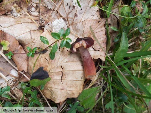 Lactarius badiosanguineus