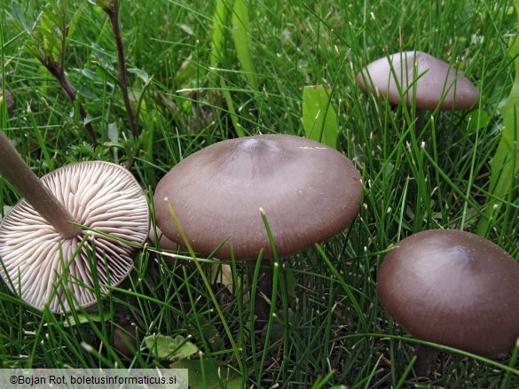 Entoloma sericeum