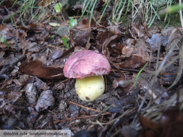 Butyriboletus regius