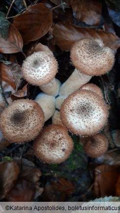 Armillaria ostoyae