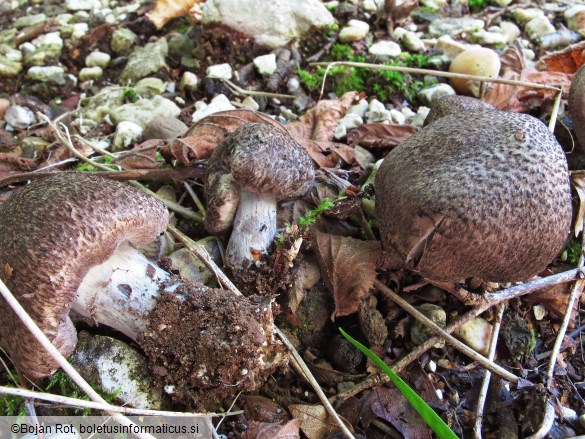 Tricholoma atrosquamosum