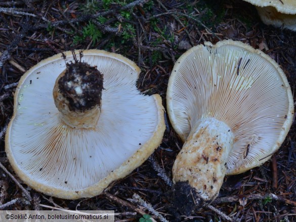 Lactarius intermedius