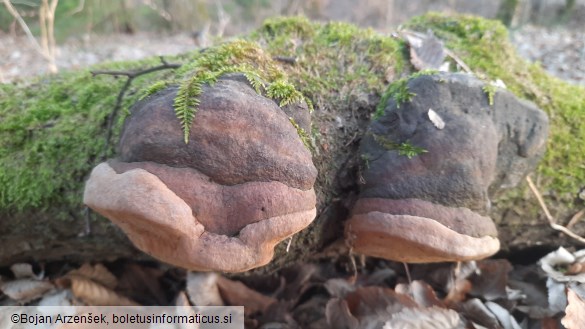 Fomitiporia robusta