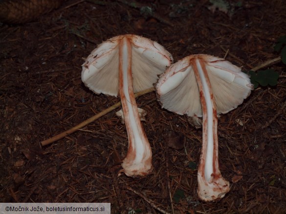 Chlorophyllum rachodes