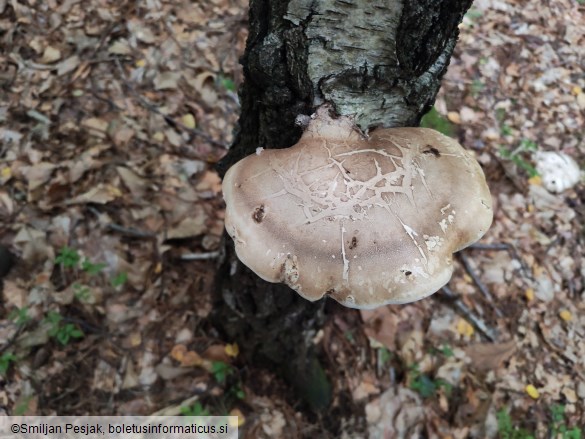 Fomitopsis betulina
