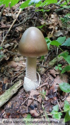 Amanita subalpina