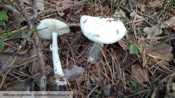 Amanita citrina