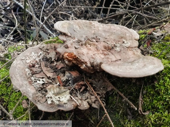 Ganoderma applanatum