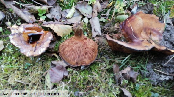Paxillus involutus
