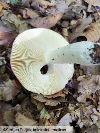 Russula paludosa
