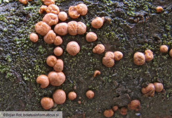 Nectria cinnabarina