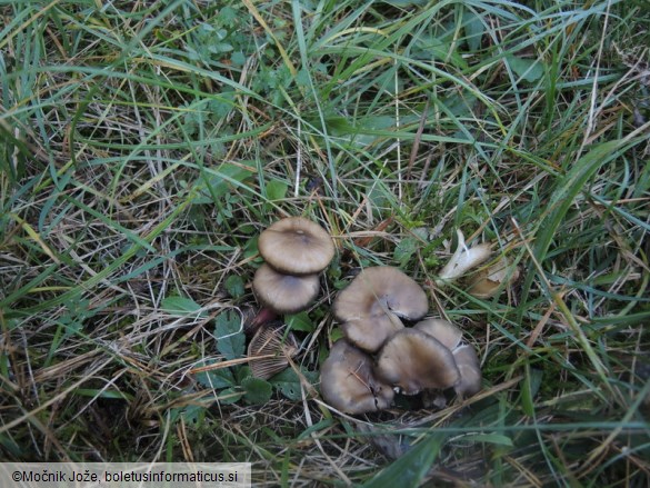 Lyophyllum caerulescens