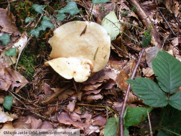 Lactarius illyricus