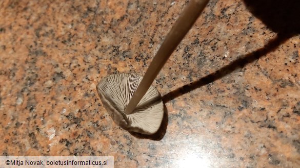 Tephrocybe rancida