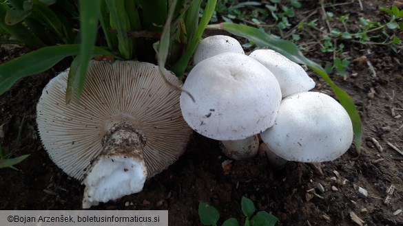 Leucoagaricus leucothites