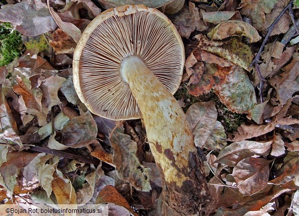 Phlegmacium cliduchus