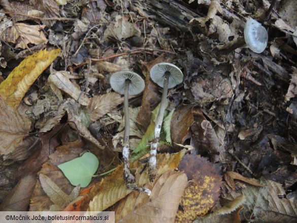 Tephrocybe rancida