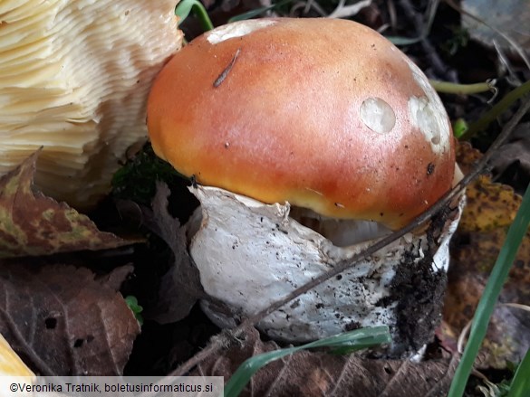 Amanita caesarea