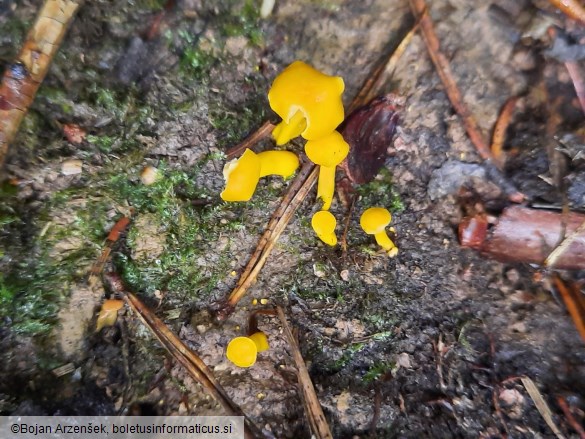 Cantharellus friesii
