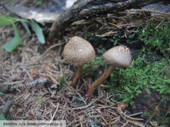 Inocybe cervicolor