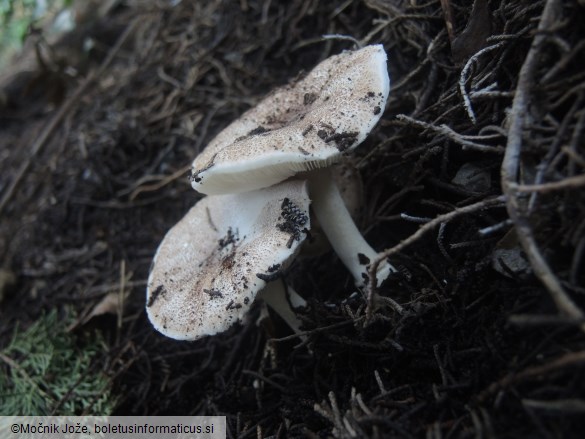 Leucoagaricus cupresseus