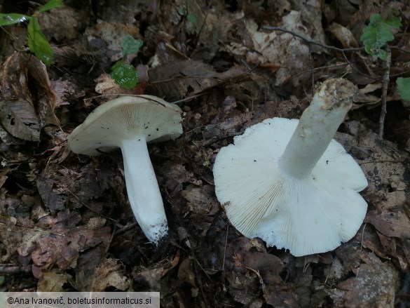 Russula aeruginea