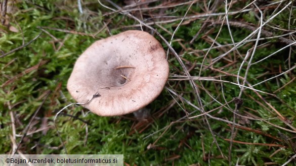 Pseudoclitocybe cyathiformis