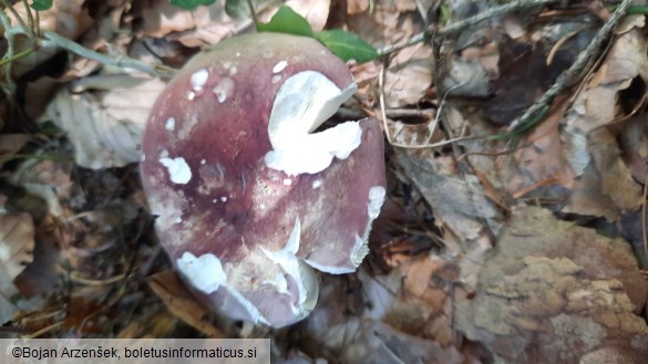 Russula olivacea