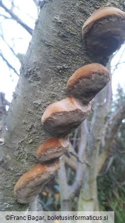 Phellinus pomaceus