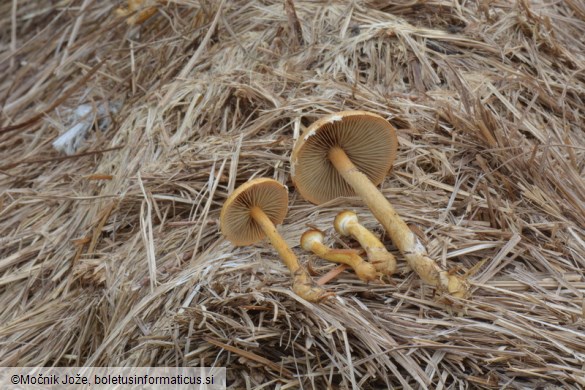 Agrocybe ochracea