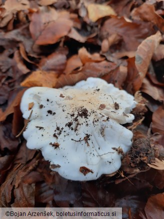 Tricholoma columbetta