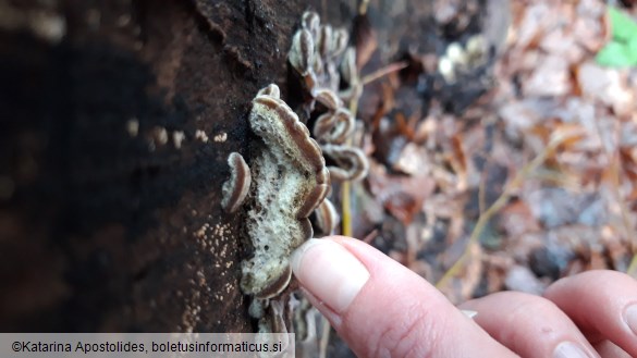 Auricularia mesenterica