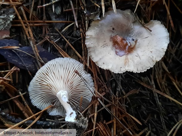 Rhizocybe pruinosa