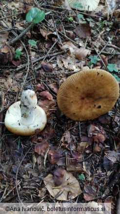 Russula grata