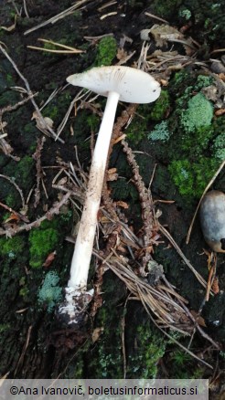 Amanita fulva