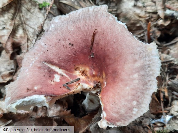 Russula vesca