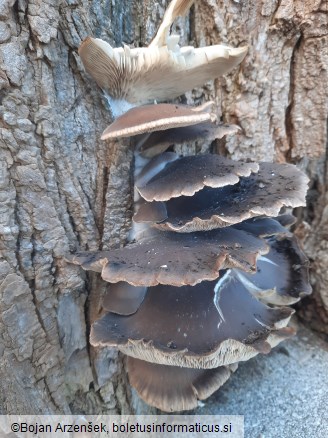 Pleurotus ostreatus