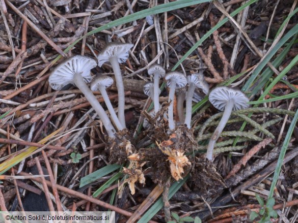 Mycena pseudopicta