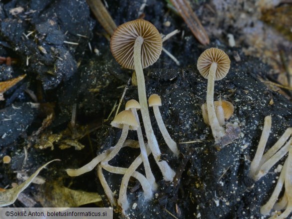 Psathyrella tenuicula