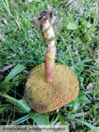 Rheubarbariboletus armeniacus