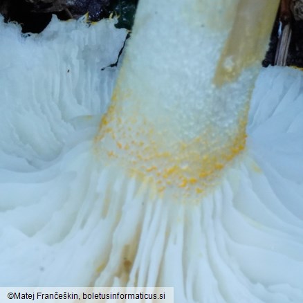 Hygrophorus chrysodon