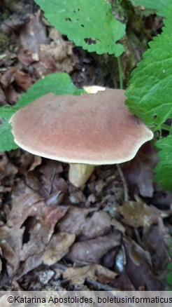 Boletus ferrugineus