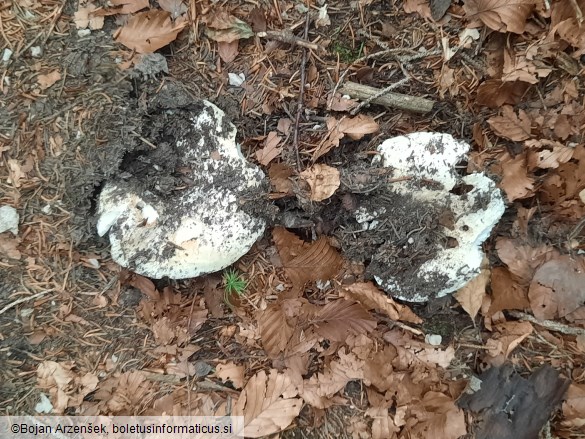 Russula delica