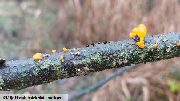 Tremella mesenterica