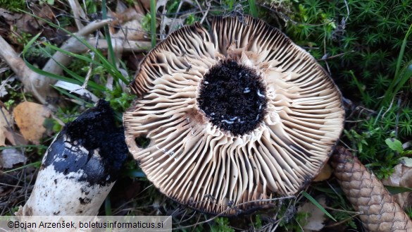 Russula nigricans