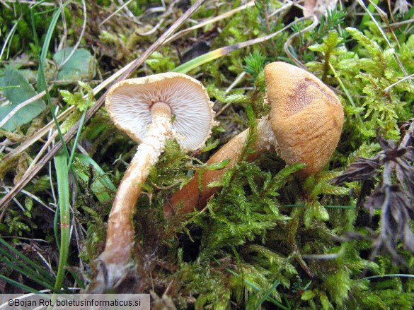 Cystoderma amianthinum