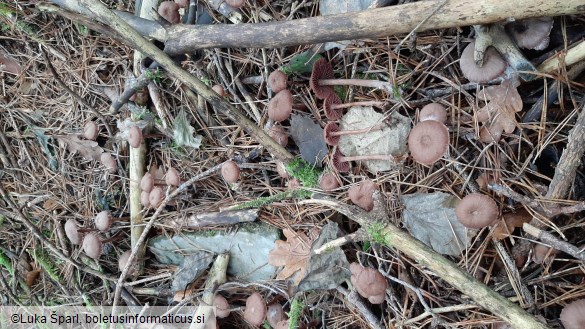 Laccaria amethystina