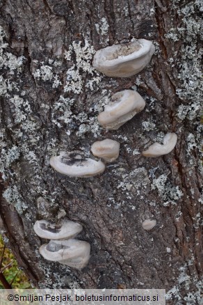 Phellinus pomaceus